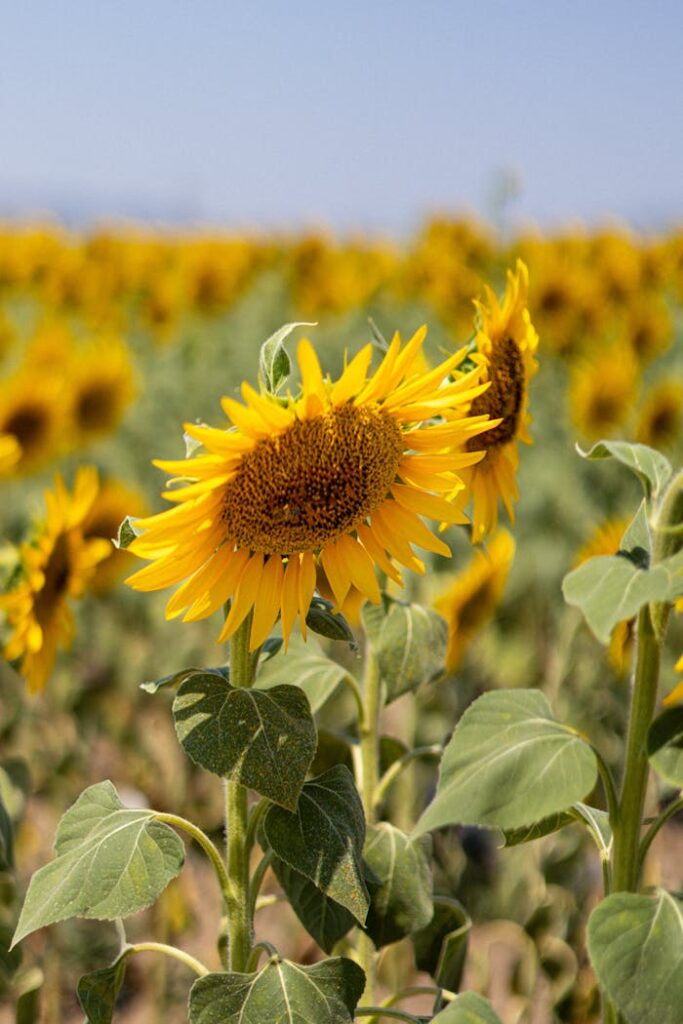 pexels photo 33001076.jpeg